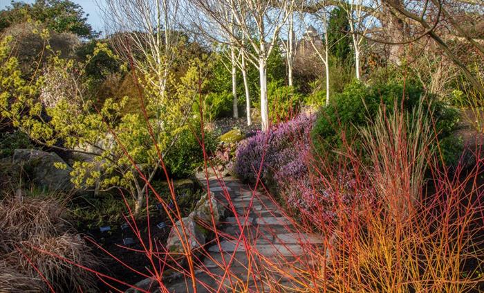 View of the winter plants and shrubs in the Winter Garden at Bodnant, including the red dogwoods, silver birch and purple heathers. National Trust Ima